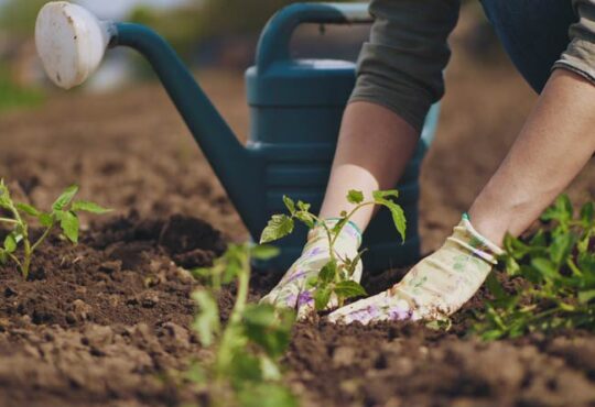 Gartenarbeit im Frühjahr